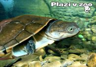 propagace dvur_kralove 1249