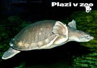 propagace dvur_kralove 1250
