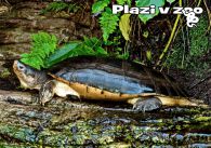 propagace dvur_kralove 1251