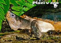 propagace dvur_kralove 1252
