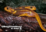 propagace dvur_kralove 1259