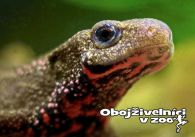 propagace dvur_kralove 1260