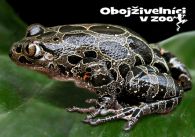 propagace dvur_kralove 1263