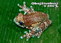 propagace dvur_kralove 1264