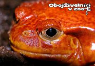 propagace dvur_kralove 1272