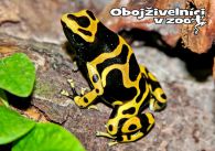 propagace dvur_kralove 1265