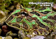 propagace dvur_kralove 1273