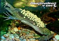 propagace dvur_kralove 1274