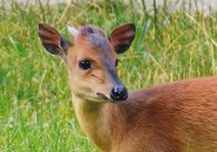 propagace dvur_kralove 761