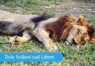 propagace dvur_kralove 450