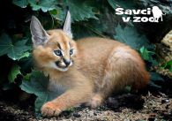 propagace dvur_kralove 819