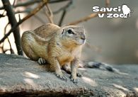 propagace dvur_kralove 983
