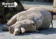 propagace dvur_kralove 871