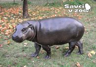 propagace dvur_kralove 886