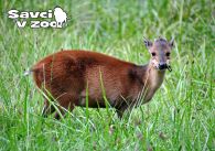 propagace dvur_kralove 949