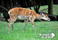 propagace dvur_kralove 925