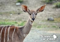 propagace dvur_kralove 920