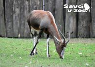 propagace dvur_kralove 940
