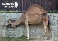 propagace dvur_kralove 962