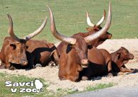propagace dvur_kralove 957