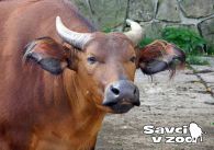 propagace dvur_kralove 956