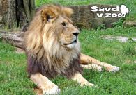 propagace dvur_kralove 801