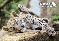 propagace dvur_kralove 811