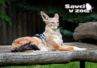 propagace dvur_kralove 827