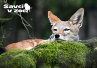 propagace dvur_kralove 828
