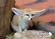 propagace dvur_kralove 829