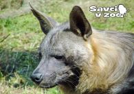 propagace dvur_kralove 822