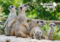 propagace dvur_kralove 841