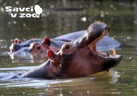 propagace dvur_kralove 884