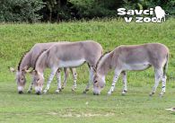 propagace dvur_kralove 904