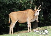 propagace dvur_kralove 911