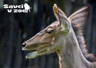 propagace dvur_kralove 921