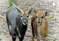 propagace dvur_kralove 923