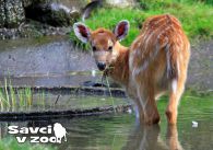 propagace dvur_kralove 926