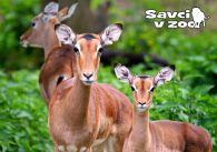 propagace dvur_kralove 929