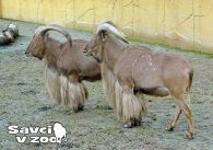 propagace dvur_kralove 953