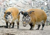 propagace dvur_kralove 968