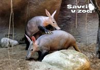 propagace dvur_kralove 970