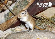 propagace dvur_kralove 989