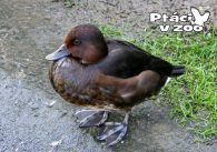 propagace dvur_kralove 1098