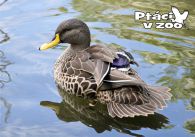 propagace dvur_kralove 1099