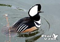 propagace dvur_kralove 1117