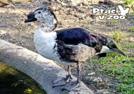propagace dvur_kralove 1118