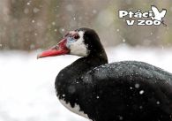 propagace dvur_kralove 1120