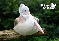 propagace dvur_kralove 1003