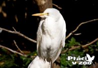 propagace dvur_kralove 1016